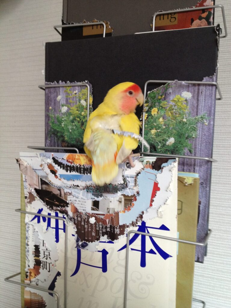 嚙み千切られた雑誌を飾ったマガジンラックに止まっているコザクラインコの画像