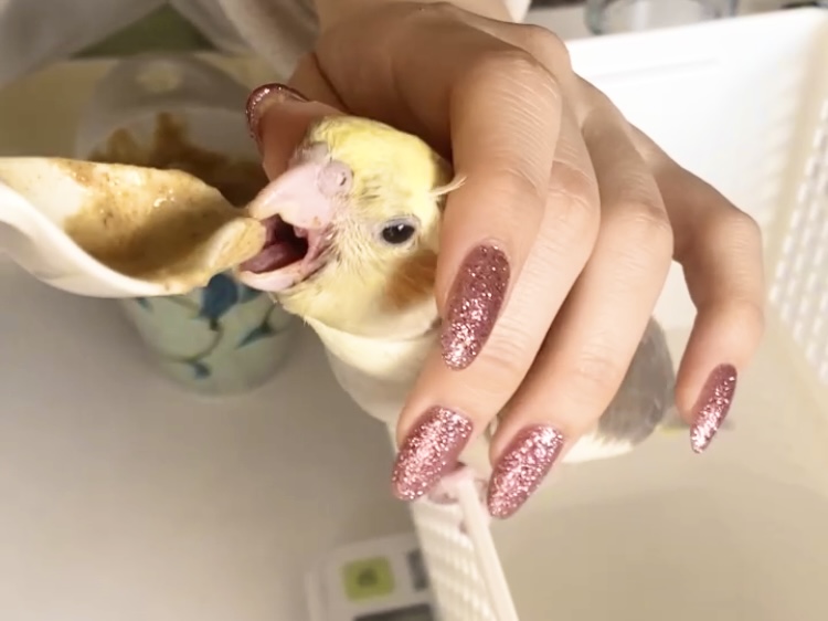 挿し餌を食べるオカメインコの雛の写真